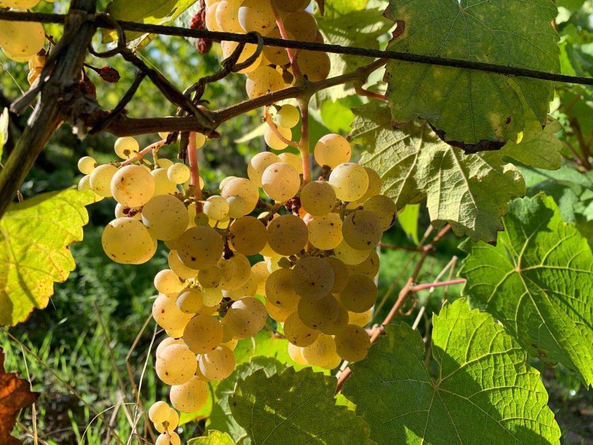 Zur Alten Rebe Ferienhaus Und Weingut Konz Dış mekan fotoğraf