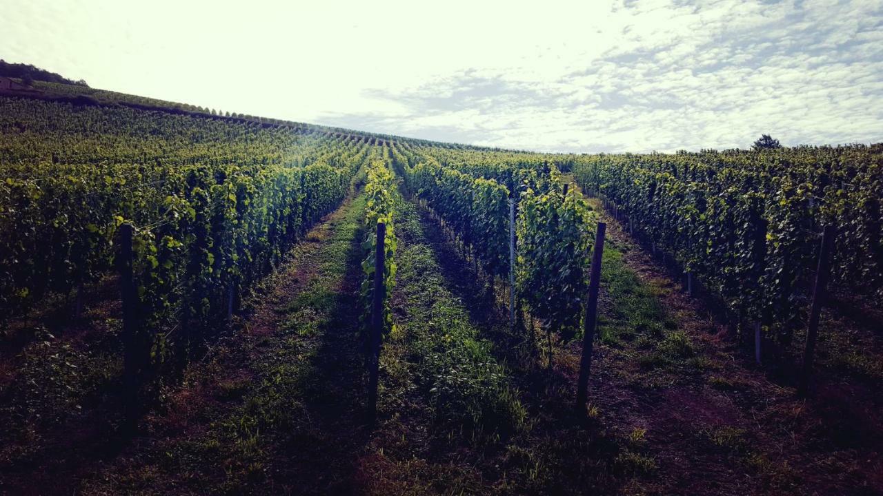 Zur Alten Rebe Ferienhaus Und Weingut Konz Dış mekan fotoğraf